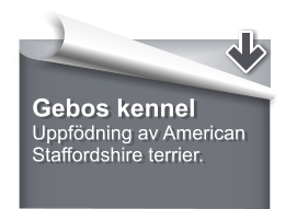 Gebos kennel Uppfödning av American Staffordshire terrier.