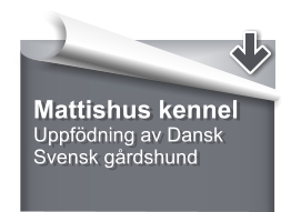 Mattishus kennel Uppfödning av Dansk Svensk gårdshund